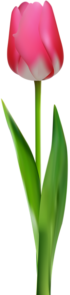This png image - Pink Tulip Transparent Clip Art PNG Image, is available for free download