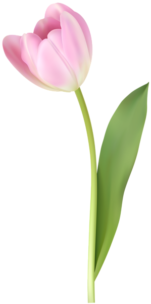 This png image - Pink Tulip Transparent Image, is available for free download