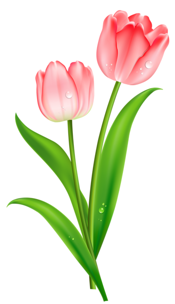 This png image - Pink Tulips PNG Clipart, is available for free download
