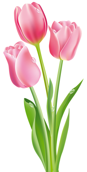 This png image - Pink Tulips PNG Clipart Image, is available for free download