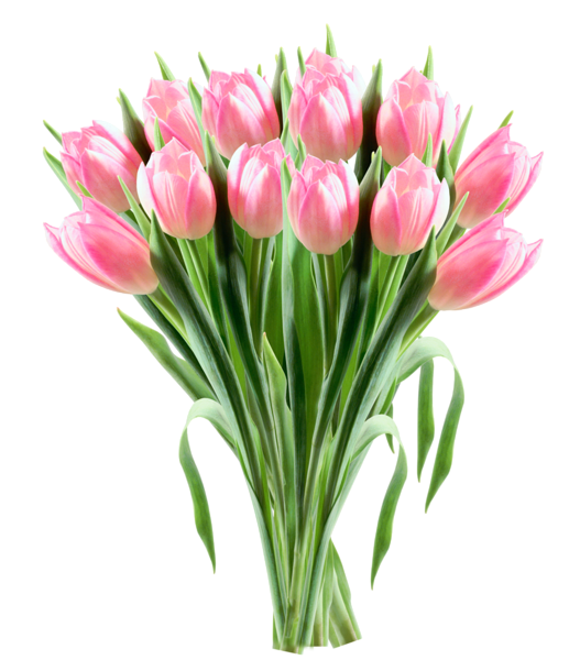 This png image - Pink Tulips Transparent PNG Clipart Picture, is available for free download
