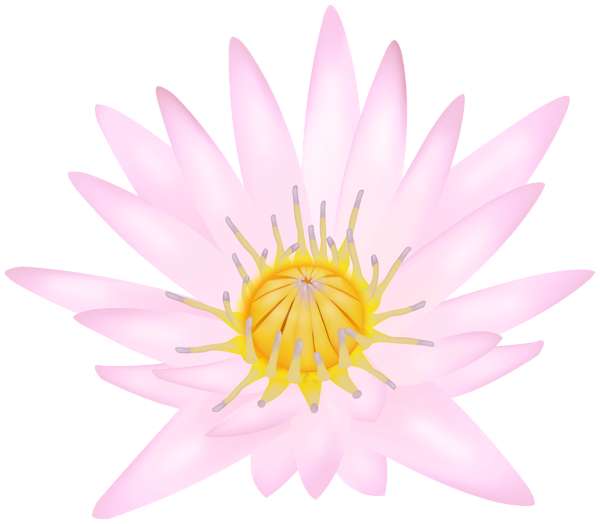 This png image - Pink Water Lily Clipart Image, is available for free download