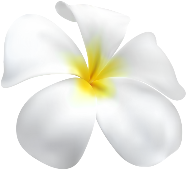This png image - Plumeria Flower PNG Clipart, is available for free download