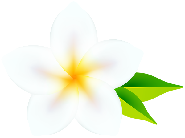 This png image - Plumeria Flower PNG Clipart, is available for free download