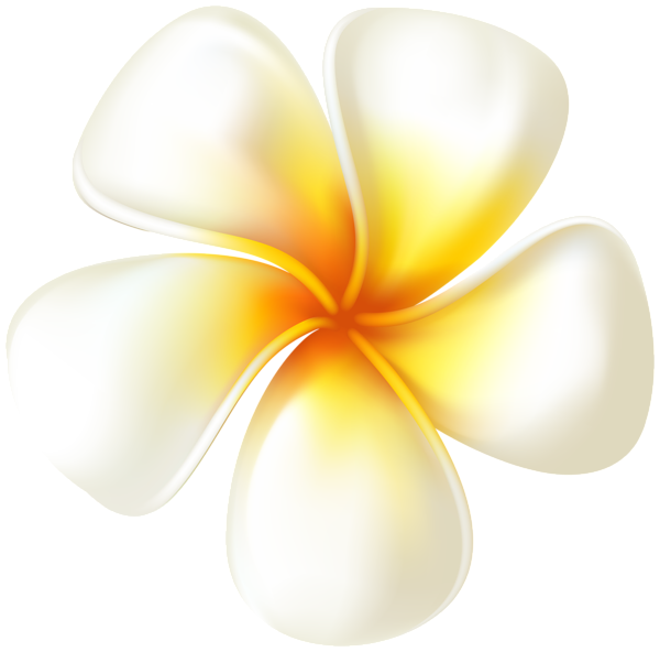 This png image - Plumeria Flower Transparent PNG Clip Art Image, is available for free download