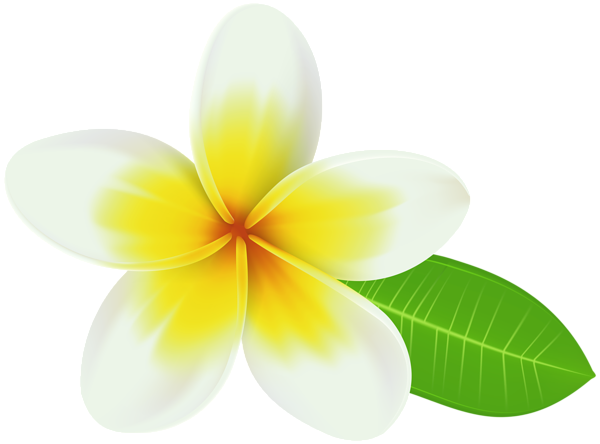 This png image - Plumeria PNG Transparent Clip Art Image, is available for free download