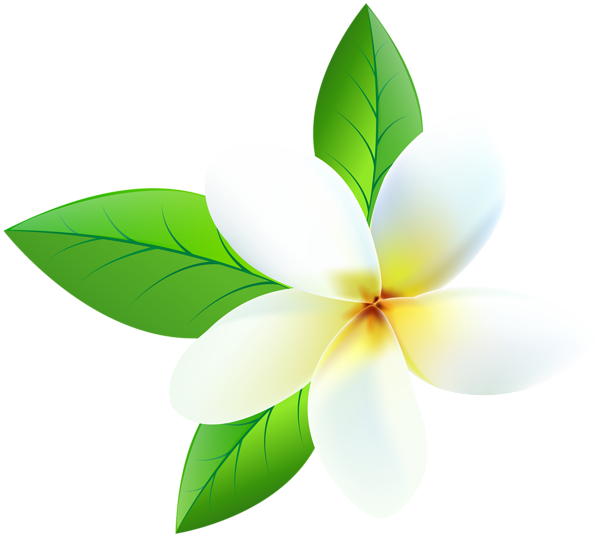 This png image - Plumeria Transparent PNG Clip Art Image, is available for free download