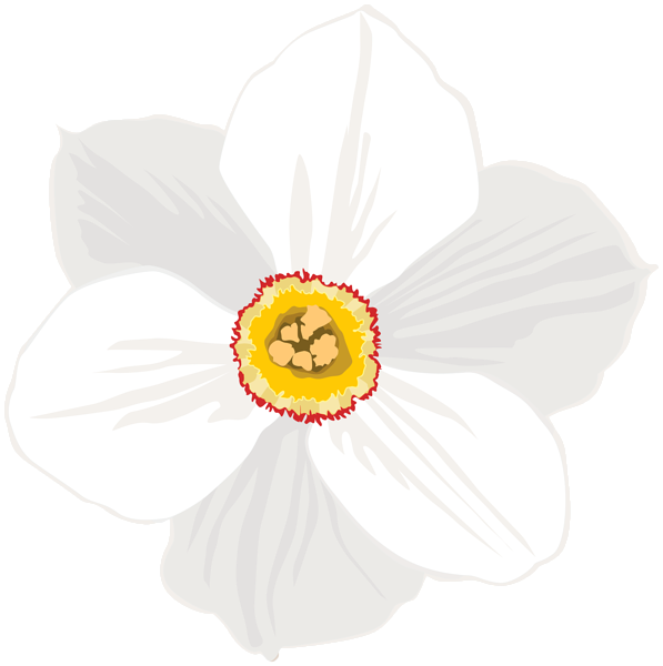 This png image - Poeticus Daffodil Flower Transparent PNG Clip Art Image, is available for free download