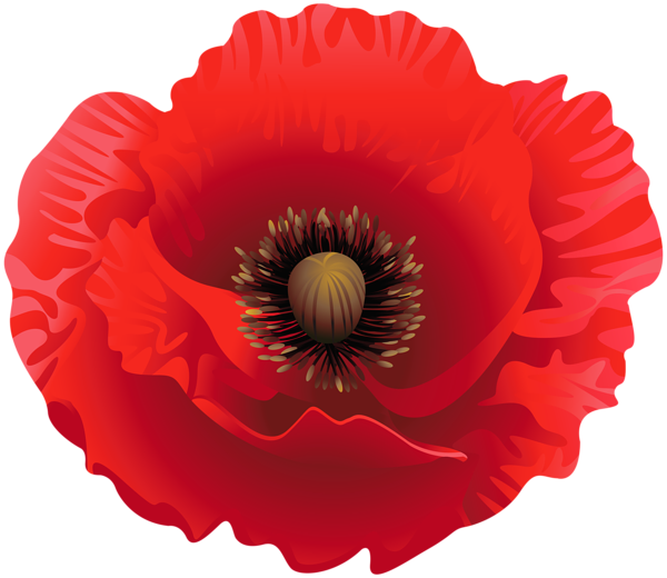 Poppy Clipart Image | Gallery Yopriceville - High-Quality Free Images
