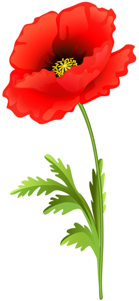 Poppy Flower PNG Clip Art Image | Gallery Yopriceville - High-Quality ...
