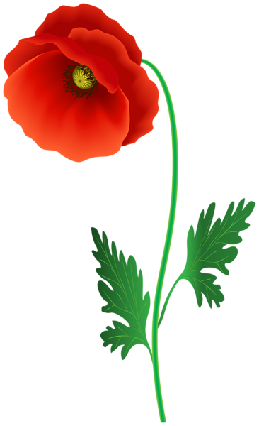This png image - Poppy Flower PNG Clipart Image, is available for free download