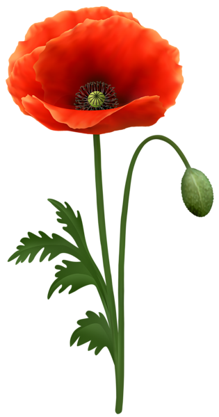 This png image - Poppy Flower PNG Transparent Clipart, is available for free download