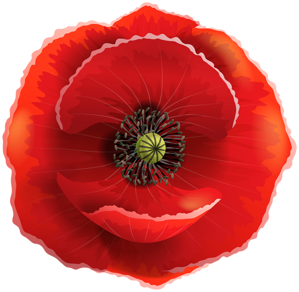 This png image - Poppy Transparent PNG Clip Art Image, is available for free download