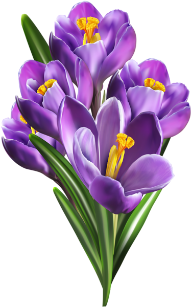 Purple Crocuses PNG Clip Art | Gallery Yopriceville - High-Quality ...