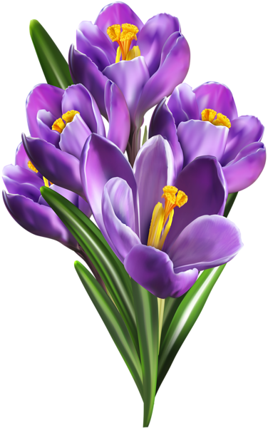 This png image - Purple Crocuses PNG Clip Art, is available for free download