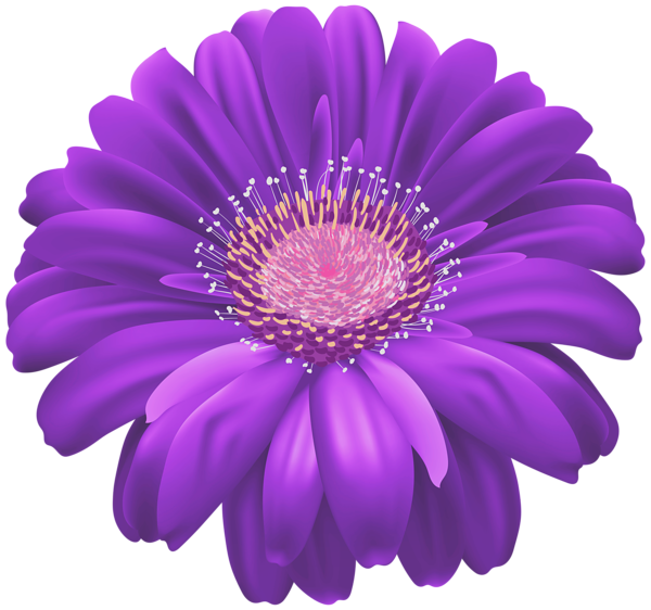 This png image - Purple Gerber Flower PNG Transparent Clipart, is available for free download