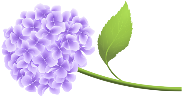 This png image - Purple Hortensia PNG Clip Art, is available for free download