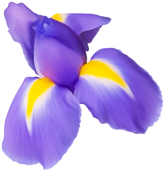 This png image - Purple Iris Flower PNG Clip Art Image, is available for free download