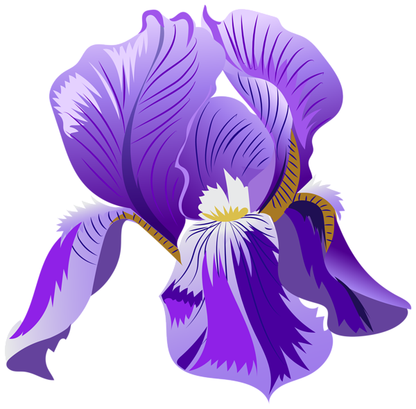 This png image - Purple Iris Flower PNG Clipart, is available for free download
