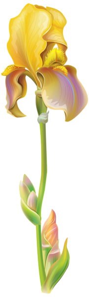 This png image - Purple Iris Flower PNG Clipart Image, is available for free download