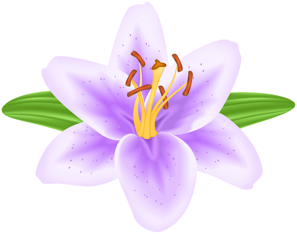 This png image - Purple Lilium Flower PNG Transparent Clipart, is available for free download