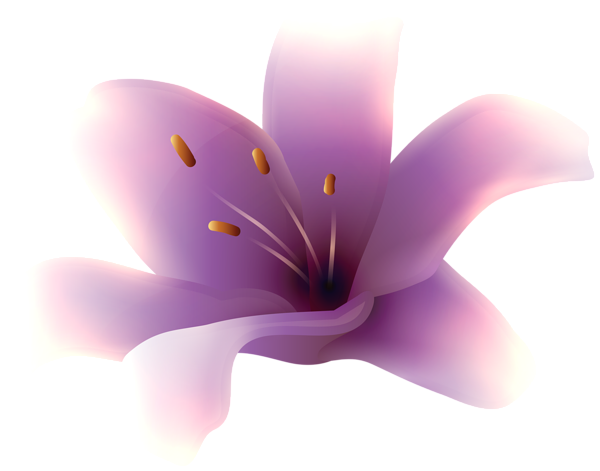 This png image - Purple Lily Flower PNG Transparent Clipart, is available for free download