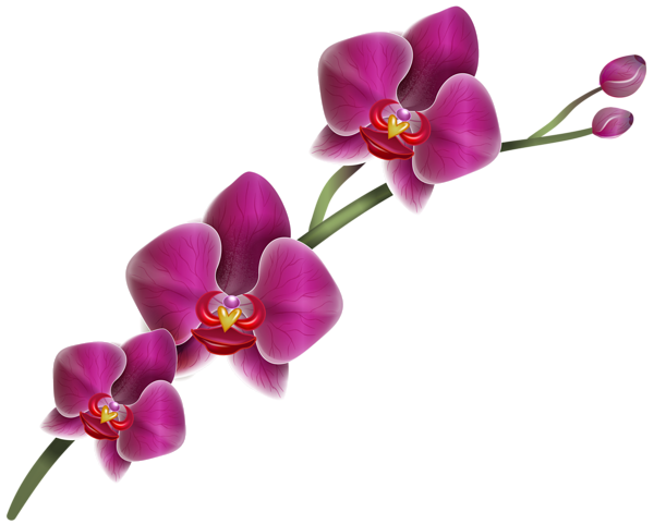 Purple Orchid Clipart PNG Image  Gallery Yopriceville  HighQuality Images and Transparent PNG 
