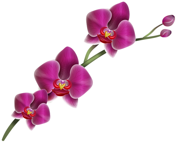 This png image - Purple Orchid Clipart PNG Image, is available for free download