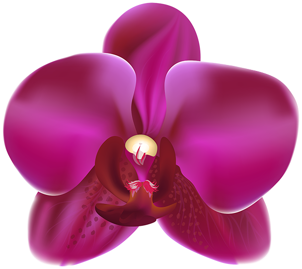 This png image - Purple Orchid PNG Clipart, is available for free download