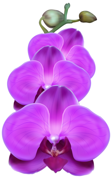 Purple Orchid PNG Transparent Clip Art Image | Gallery ...
