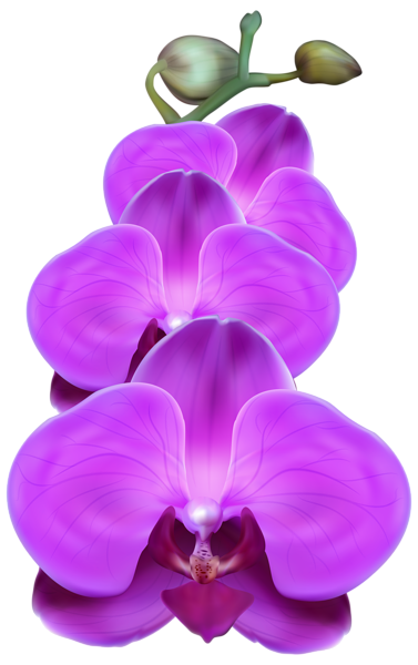This png image - Purple Orchid PNG Transparent Clip Art Image, is available for free download