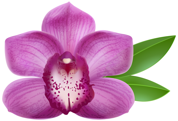 Purple Orchid Transparent PNG Clip Art Image | Gallery ...