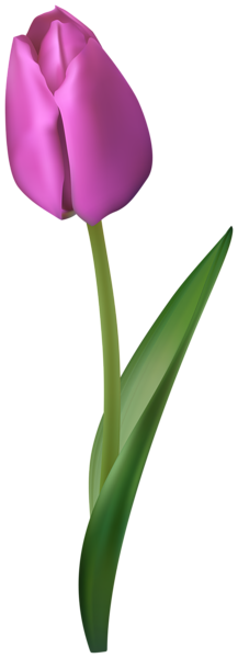 This png image - Purple Tulip Flower Transparent Image, is available for free download