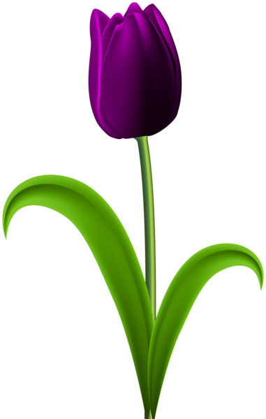 Purple Tulip Transparent PNG Clip Art Image | Gallery Yopriceville