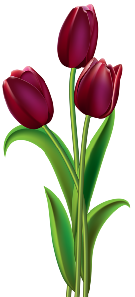 This png image - Red Dark Tulips PNG Clipart Image, is available for free download