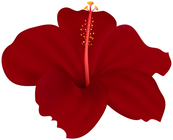 This png image - Red Flower Hibiscus PNG Transparent Clipart, is available for free download