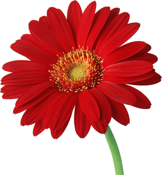 This png image - Red Gerber Daisy with Stem Clipart, is available for free download