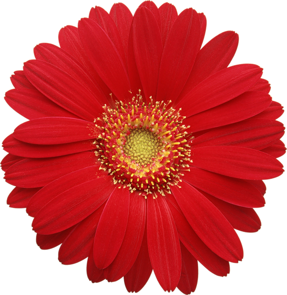 This png image - Red Gerber Daisy Clipart, is available for free download