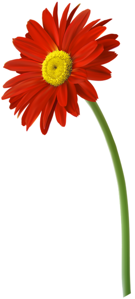 This png image - Red Gerbera Flower PNG Clip Art Image, is available for free download