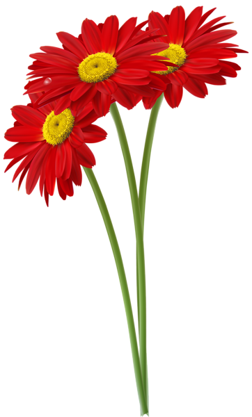 This png image - Red Gerbers PNG Clipart Image, is available for free download