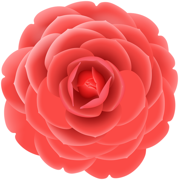 This png image - Red Japanese Camellia PNG Clipart, is available for free download