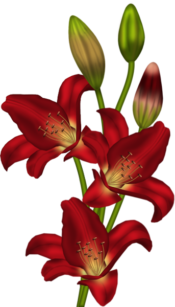 This png image - Red Lilium Clipart, is available for free download