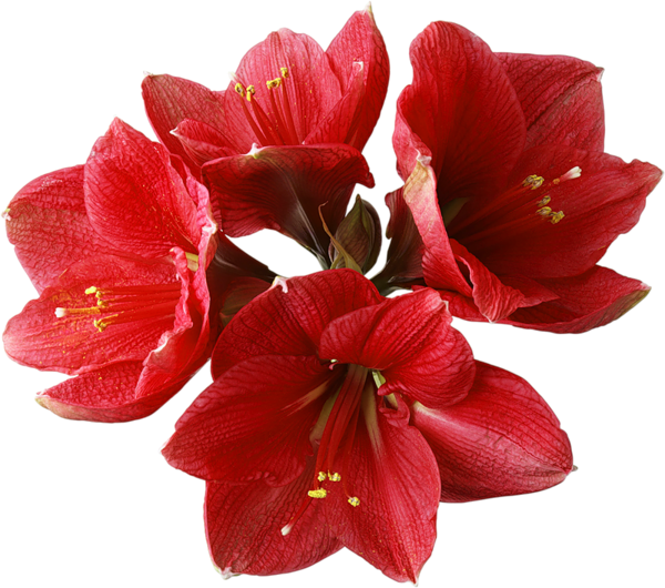 This png image - Red Orchid PNG Clipart, is available for free download