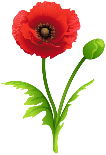 Red Poppy Clipart Image | Gallery Yopriceville - High-Quality Free ...