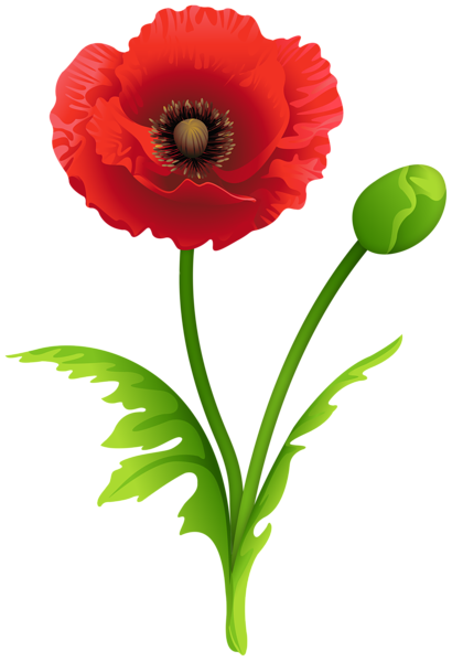 This png image - Red Poppy Clipart Image, is available for free download