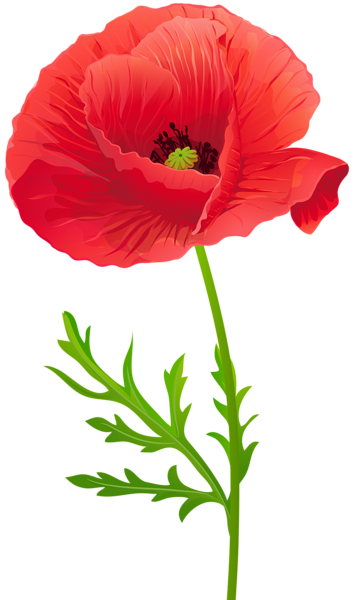 This png image - Red Poppy Flower PNG Clip Art Image, is available for free download