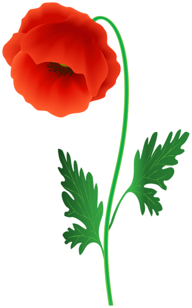 This png image - Red Poppy Flower PNG Clipart Image, is available for free download