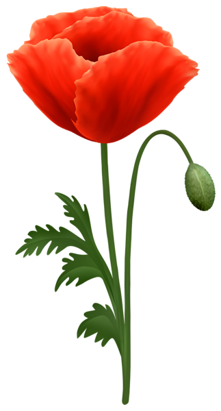 This png image - Red Poppy Flower PNG Transparent Clipart, is available for free download