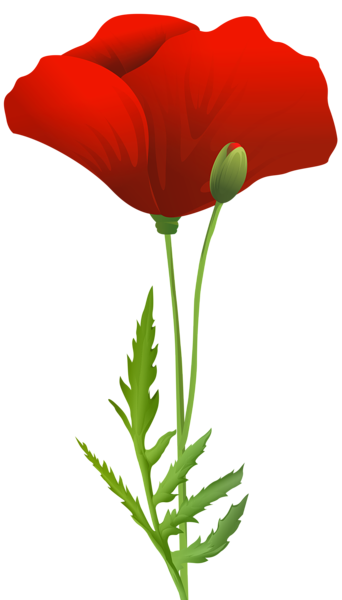 This png image - Red Poppy Flower Transparent PNG Image, is available for free download