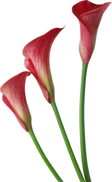 This png image - Red Transparent Calla Lilies Flowers Clipart, is available for free download